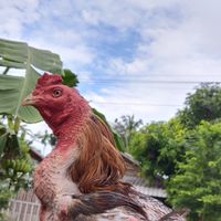 อาณาจักร อินทรีย์แดง🦅 ฟาร์ม