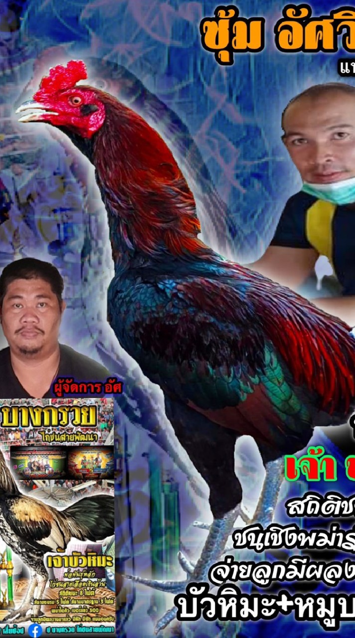 ซุ้มอัศวินฟาร์ม ไก่พม่าม้าล่อรำวงสายแทง