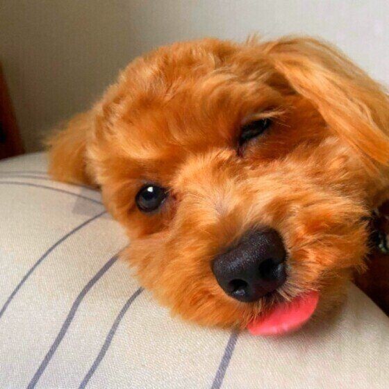 犬の 舌 人との違いや犬種によって差はあるの