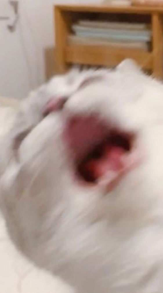 ✞︎♧︎︎︎𝐃𝐚𝐰𝐧𝐚 𝐃𝐨𝐫𝐦𝐢𝐭𝐨𝐫𝐲♧︎︎︎✞︎