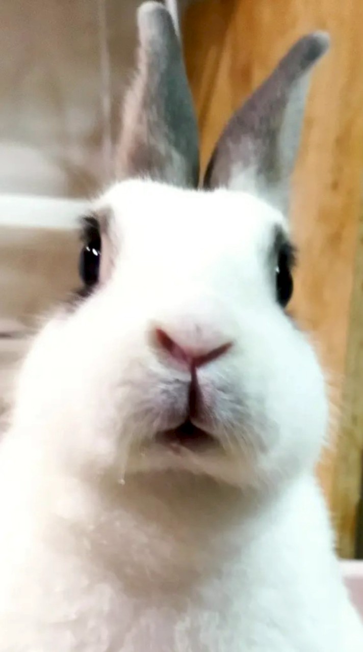 兔子一起來大笑