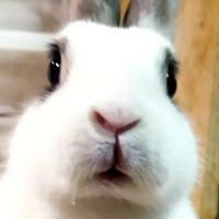 兔子一起來大笑