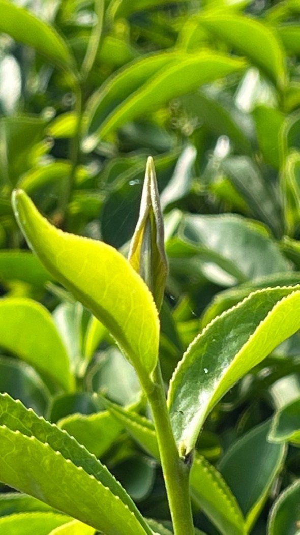 一茶一心