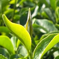 一茶一心