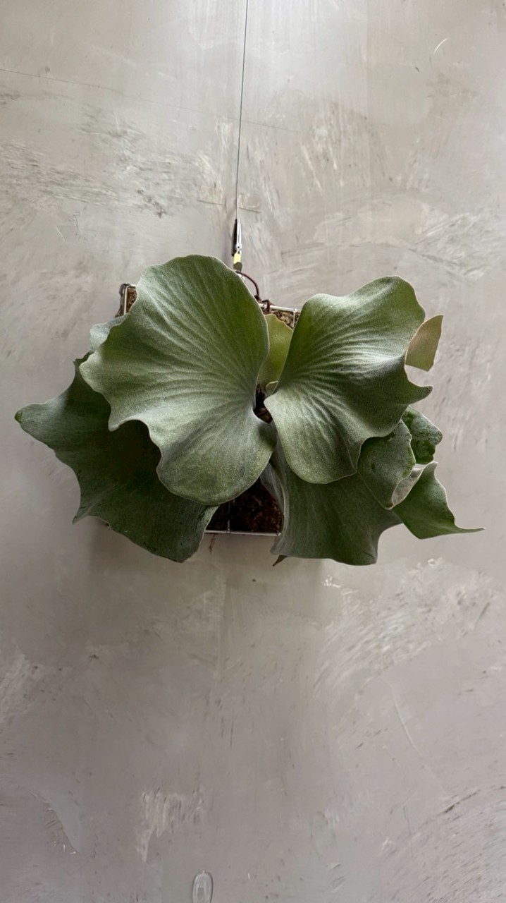 青蘊Sylvera植友交流社