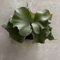 青蘊Sylvera植友交流社