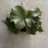 青蘊Sylvera植友交流社