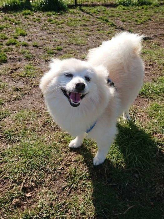 春のお散歩で誤食に気をつけたい 犬に危険な植物とは