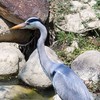 醫師 工會組建群