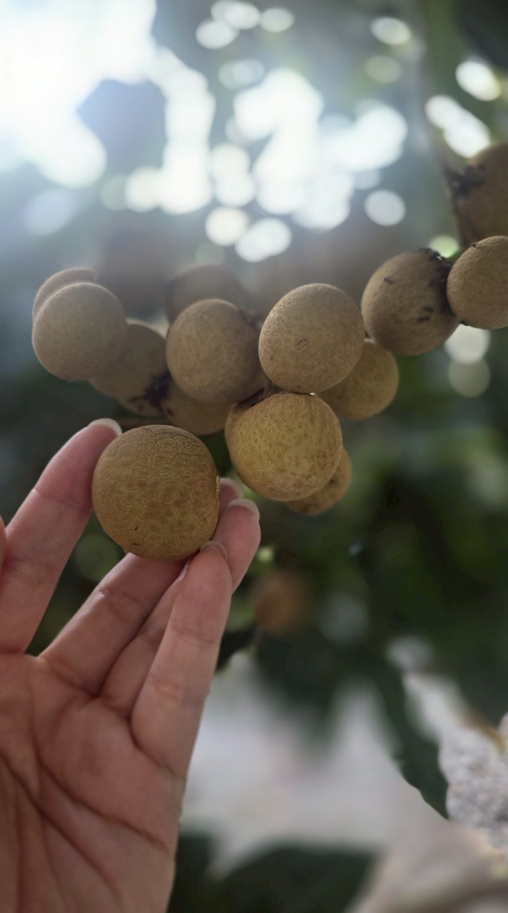 手滑-CT125左手煞車安全輔助套件