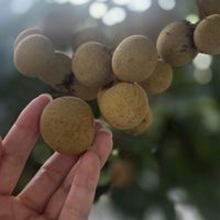 手滑-CT125左手煞車安全輔助套件