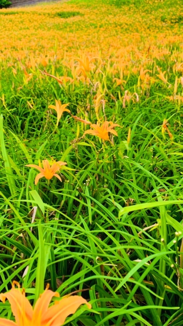 花蓮 台東 宜蘭