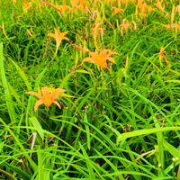 花蓮 台東 宜蘭