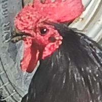 動物園