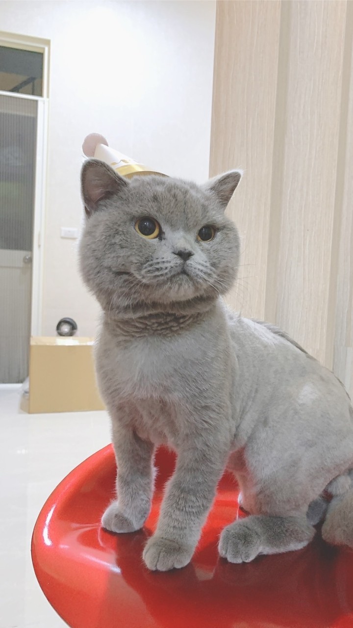🐶🐱奴才逗陣來🙌🏻