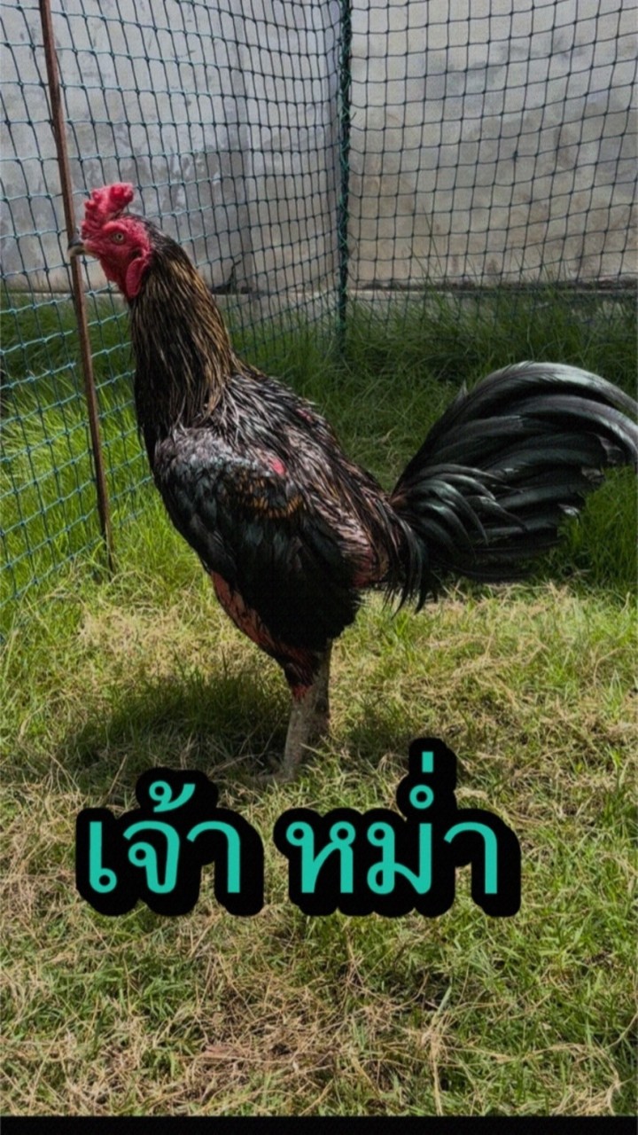 ป๊อบปอนด์ฟาร์มนครปฐม2