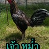 ป๊อบปอนด์ฟาร์มนครปฐม2