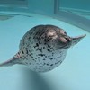 🦭擁豹大自然！あざらしクラブ🦭