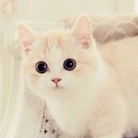 【ペットの気持ち】懐かない／問題行動／ペットロスなど･･･大切なペットたちの気持ちをお伝えしてます
