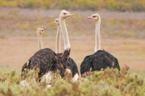 8 Fakta Burung Unta Burung Terbesar Pelari Tercepat Di Dunia
