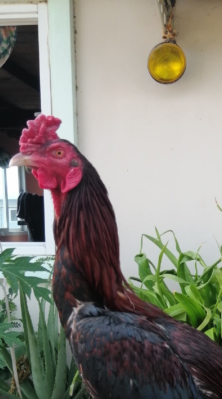 ซุ้ม'ส.สุบรร​ฟาร์ม​ไก่ชน​101​🐓💯