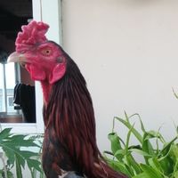 ซุ้ม'ส.สุบรร​ฟาร์ม​ไก่ชน​101​🐓💯