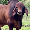 ตลาดวัวบราห์มัน (Brahman)
