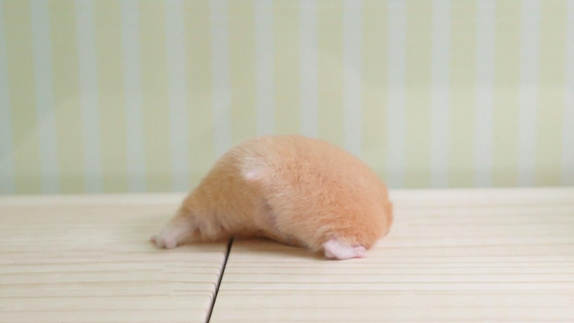 アイドルハムスター4匹のほのぼの生活がyoutubeで人気 世界で一番幸せにしたい 飼い主さんの思いとは ウォーカープラス