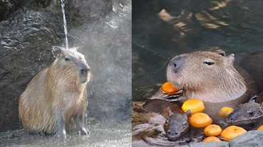 冬天限定的「水豚溫泉」已經開放 去日本不萌一下嗎？