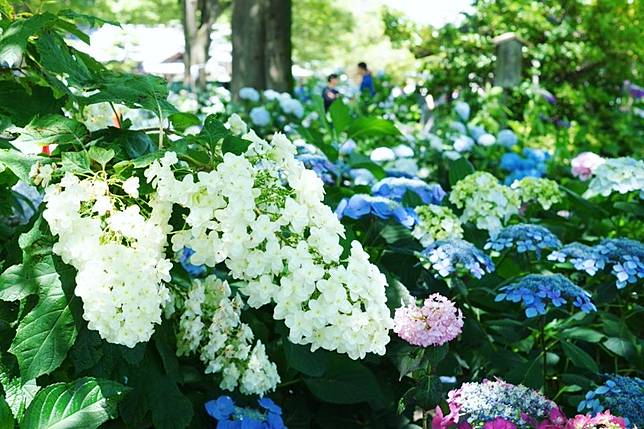 Ig繡球花打卡熱點 日本超夢幻 紫陽花手水舍 美到讓人想直飛名古屋 Beauty美人圈 Line Today