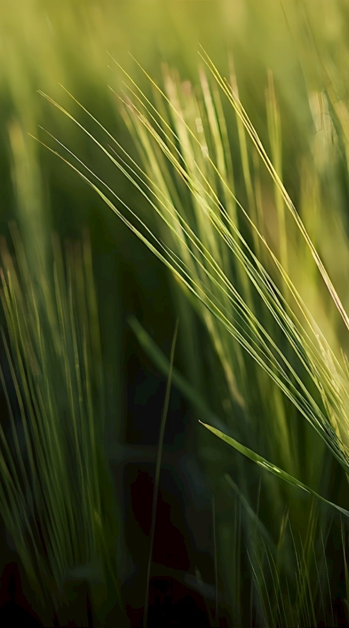 高雄Kaohsiung 藝 • 茶敘 懂音樂の茶🎵 代客手作 📞 ☕🍵
