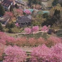 池上米🐔友善耕耘（阿天開心農場）