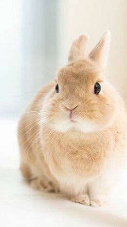 うさぎ好きおいでぇ！(学生限定)