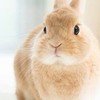 うさぎ好きおいでぇ！(学生限定)