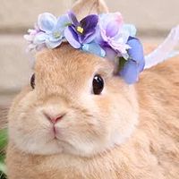 うさぎ好きおいでぇ！(学生限定)