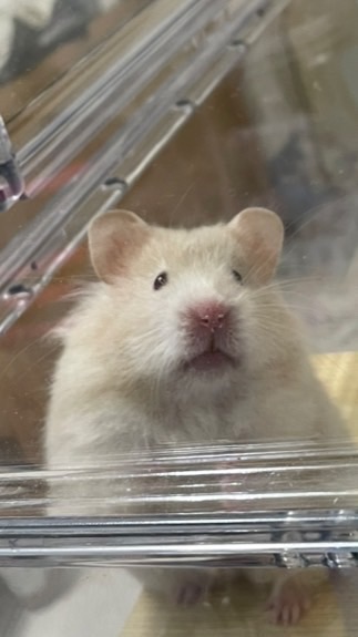 ✨是鼠🐹✨倉鼠用品代購/團購/現貨/預購