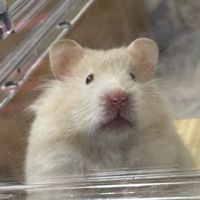 ✨是鼠🐹✨倉鼠用品代購/團購/現貨/預購