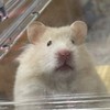 ✨是鼠🐹✨倉鼠用品代購/團購/現貨/預購
