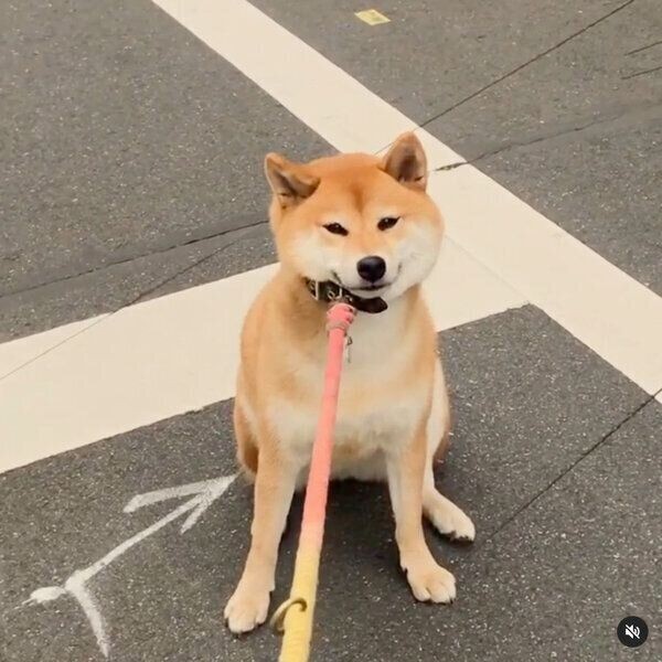 圧がスゴい お散歩中に散歩拒否 抱っこをアピールする犬