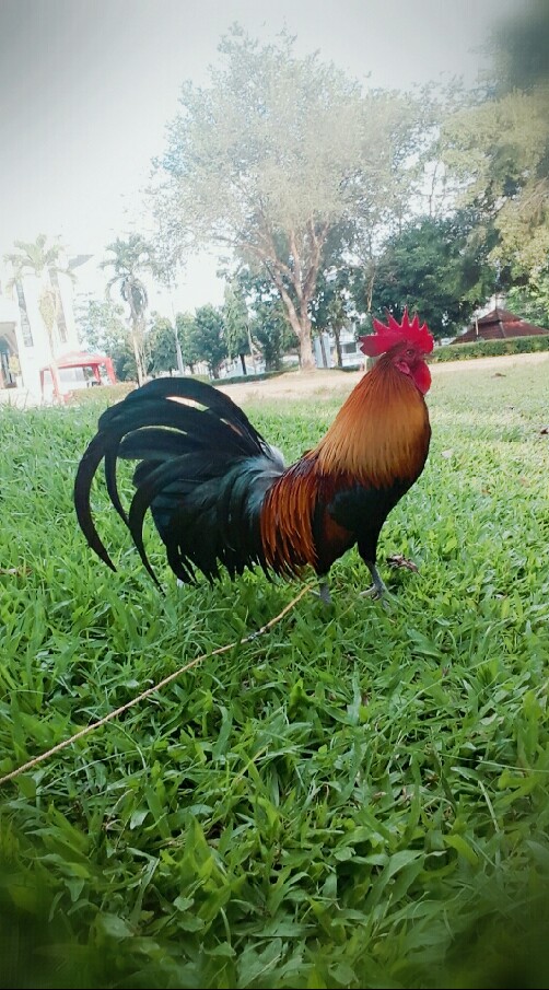ไก่ป่านับดอก