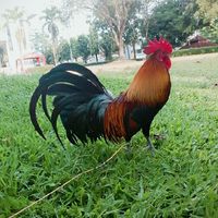 ไก่ป่านับดอก