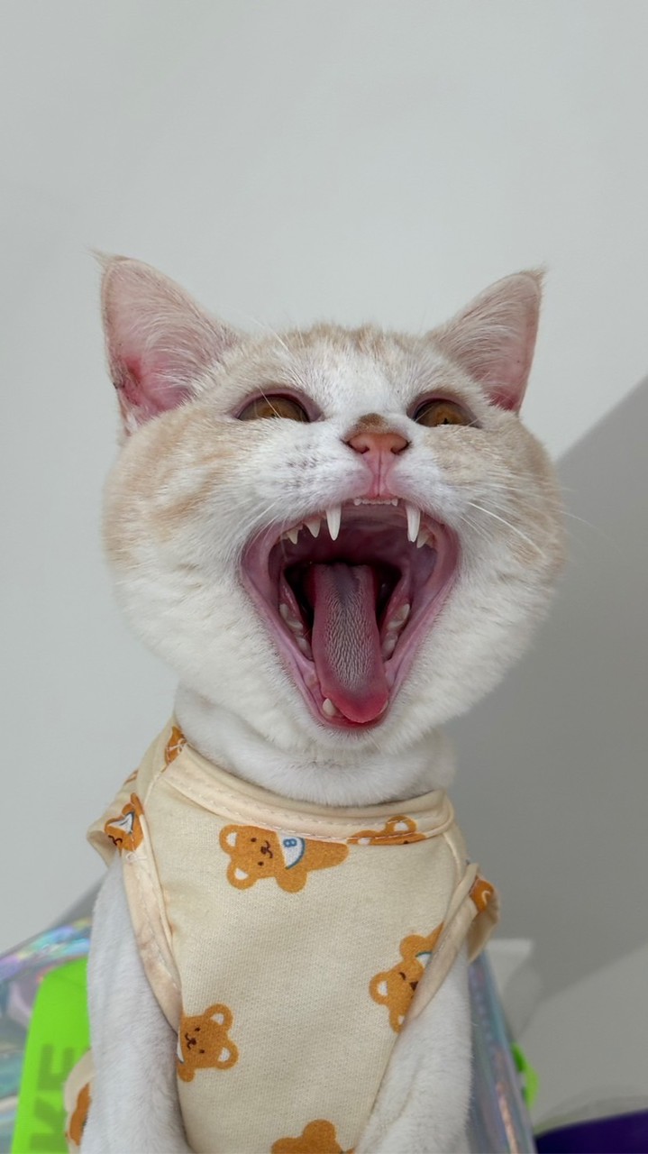 LaSaMiYa🐈