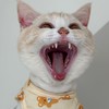 LaSaMiYa🐈