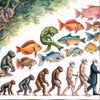 笑談達爾文🧬 - 演化心理學/腦科學/神經科學/基因/迷因/文化/人類學/演化論/考古/生物學/天擇