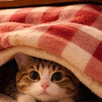 迷い猫(こたつ猫)