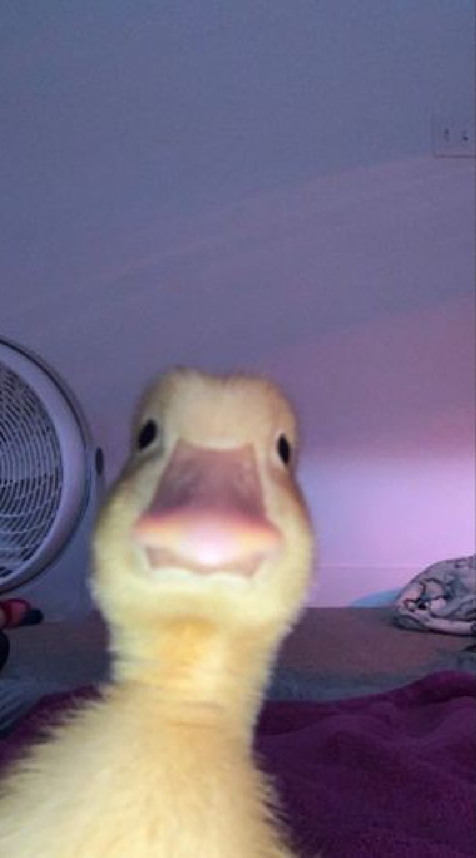 ᴄᴏᴅᴇ ᴀᴍ ʙʏ ᴍᴀʟᴇ !