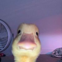 ᴄᴏᴅᴇ ᴀᴍ ʙʏ ᴍᴀʟᴇ !