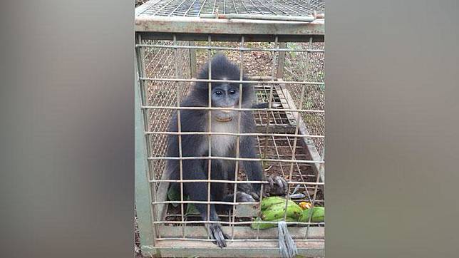 Mitos Surili Hewan Jadi Jadian Di Cianjur Dan Kalung Di Lehernya
