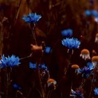抒發心情🌷彼此鼓勵~一個憂鬱、 躁鬱、恐慌焦慮、思覺失調或其他身心困擾的朋友，能自在分享與傾聽。
