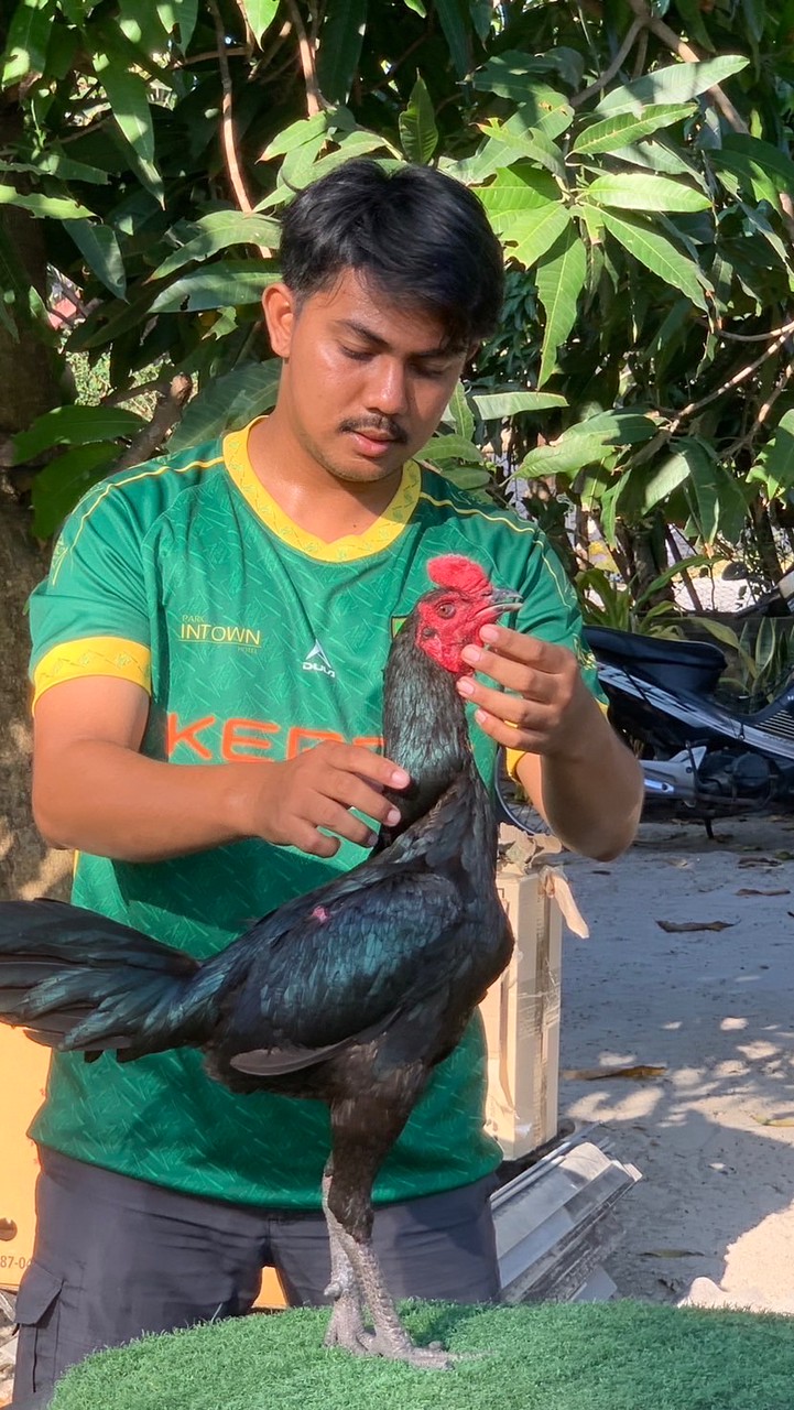 ซุ้มไก่บังรืฟพัฒนาสายเยียร์